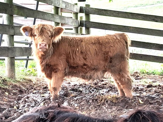 Elm Hollow's Roseanna