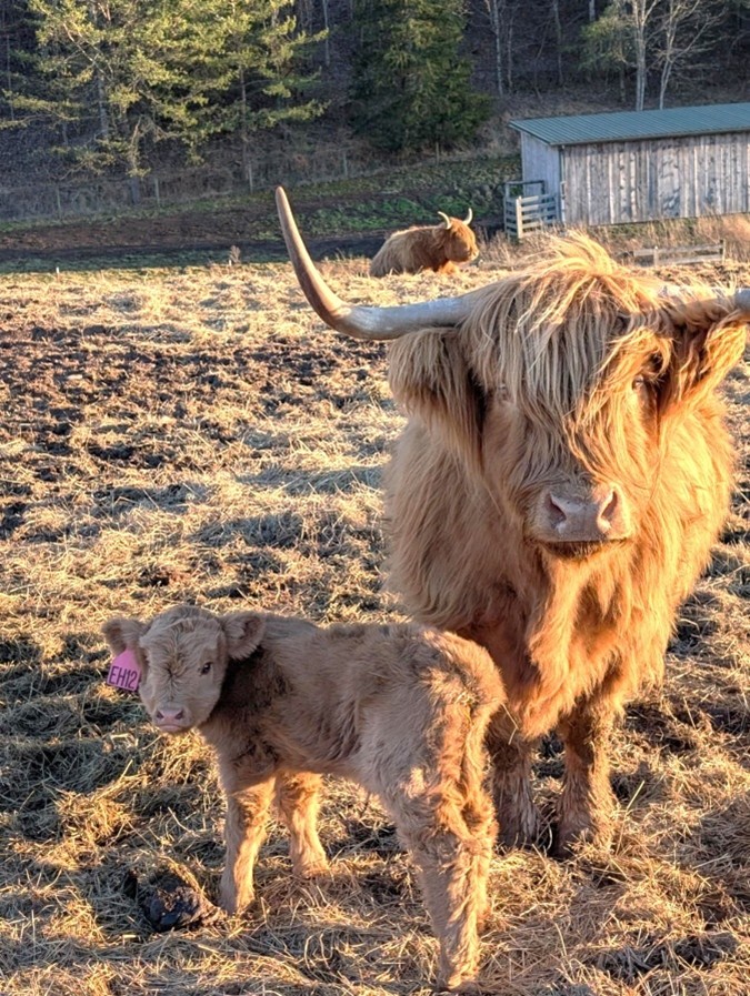 Elm Hollow's Roseanna with her dam