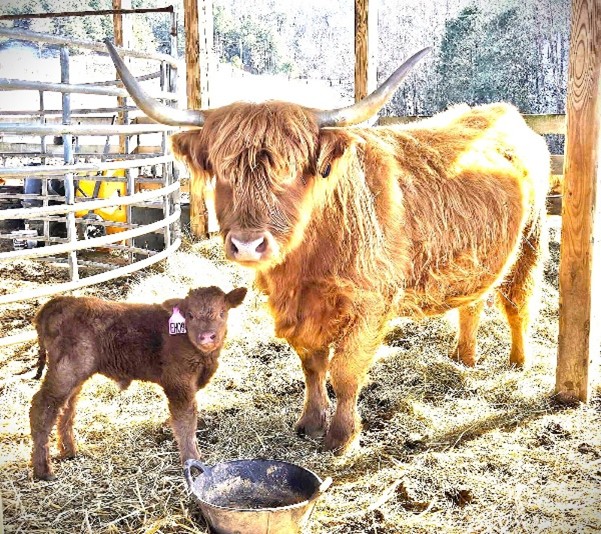 EH Rosebud as a newborn calf with her dam