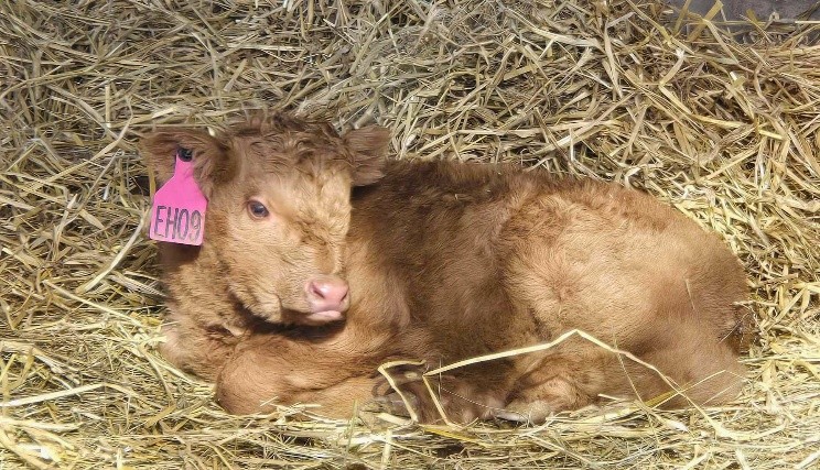 EH Rosebud as a young calf
