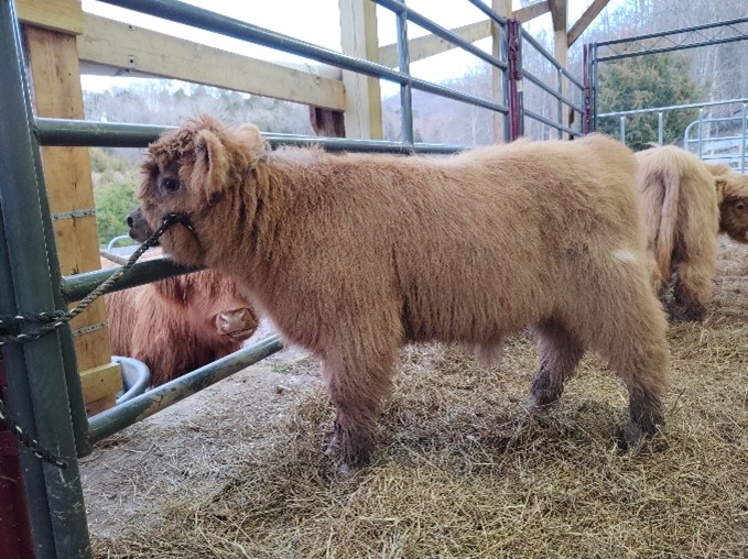 Elm Hollow's Blackwatch Journey