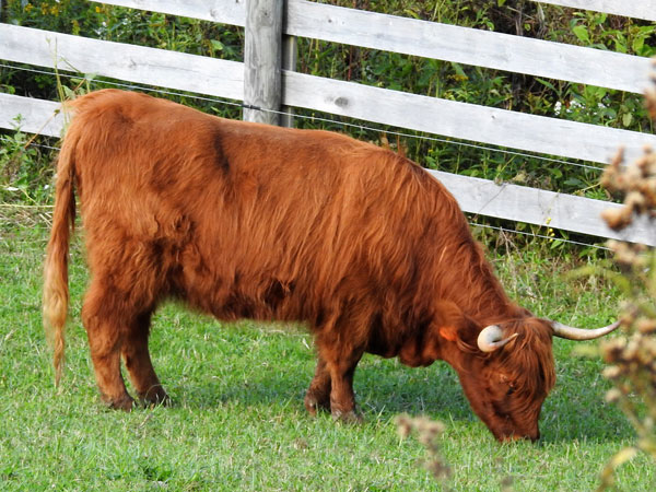 Red Highland Cow Edie at Pasture