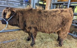 Elm Hollow's Knockout Punch Highland bull calf at six months