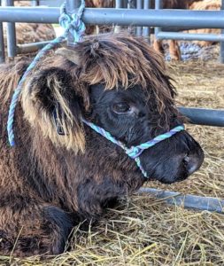 Elm Hollow Knockout Punch Highland bull calf head with halter