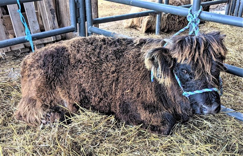 Elm Hollow's Knockout Punch Highland bull calf with halter