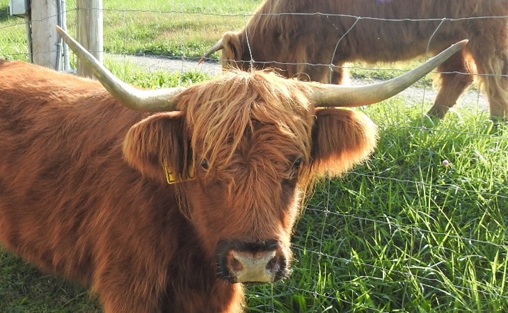 Head shot of Highland cow of red color with dark coloration around her nose