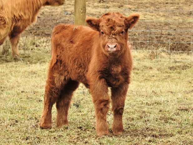 Two week old red Highland heifer calf at Elm Hollow Farm