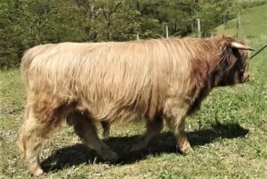 Elm Hollow Jaunty Lad Highland bull at 18 months
