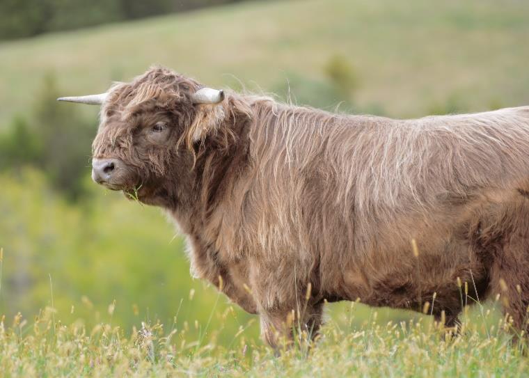 Elm Hollow Jaunty Lad Highland bull