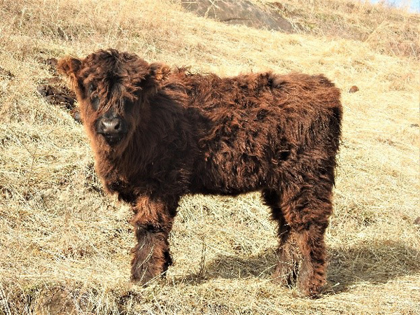 Elm Hollow Jetta a dark furry Highland heifer calf