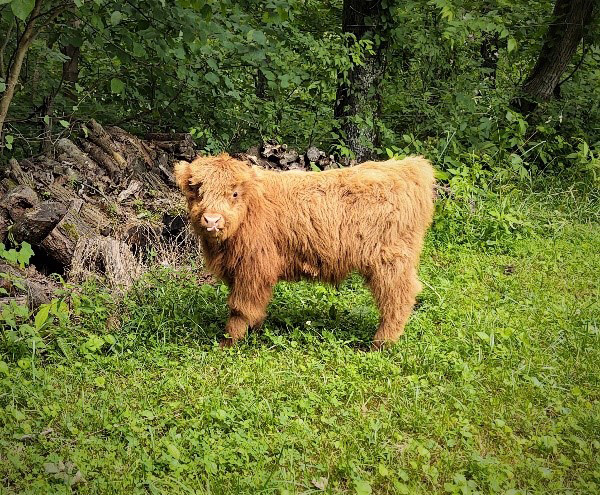 Very young Highland calf named Just Herb at the edge of the woods