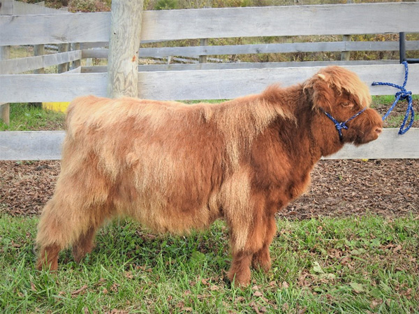 Profile of handsome Highland calf at 6 months in show pose on a halter