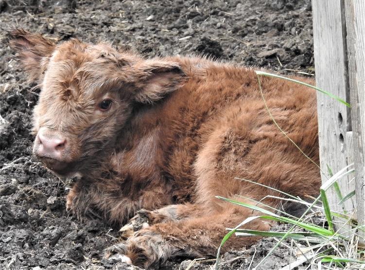 Elm Hollow Kade as a newborn bull calf