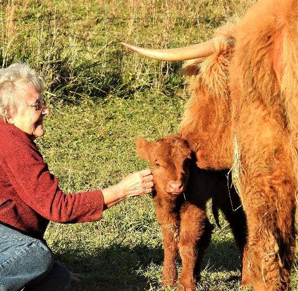 Elm Hollow Kallie's Lass Highland heifer calf with her dam and Nancy Geller