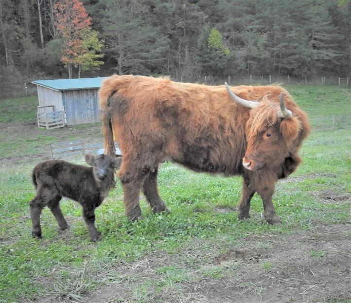 Elm Hollow Kamila, a Highland heifer calf with her dam Grace Suk