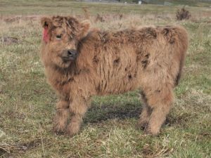 Elm Hollow Karisma as a very young highland heifer calf