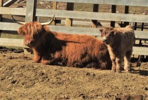 Elm Hollow Karisma newborn Highland heifer calf with her dam