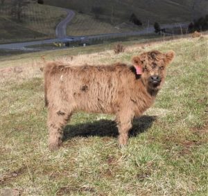 Elm Hollow Karisma Highland heifer calf with cute white spot on her hip