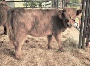 Elm Hollow Karisma heifer calf starting halter training
