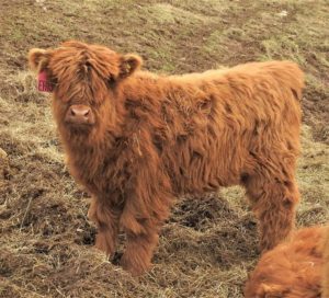 Elm Hollow's Kassidy Highland heifer calf