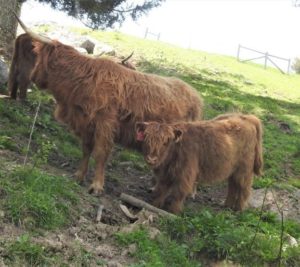 Elm Hollow's Kassidy Highland heifer calf with her dam WKA Annie Get Your Gun