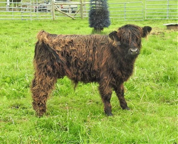 Elm Hollow Kelly steer calf at six months