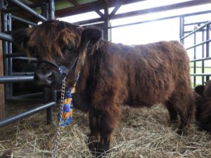 Elm Hollow Kelly steer calf in a barn with halter