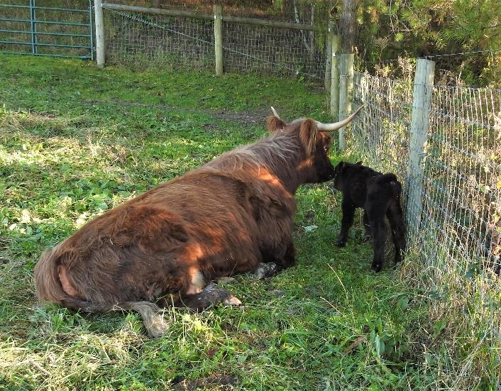 Highland cow LiTerra Avon with her calf Elm Hollow Kobe
