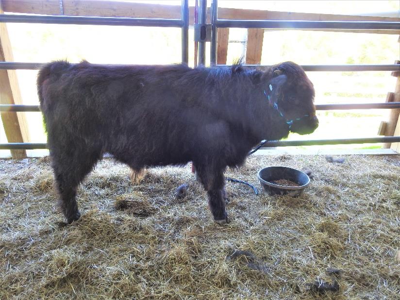 Highland bull calf Elm Hollow Kobe's first day on halter
