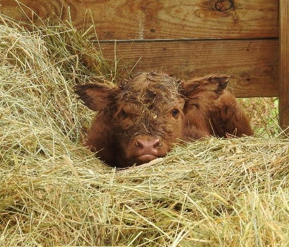 Elm Hollow's Kodiak Highland steer as a calf laying in straw