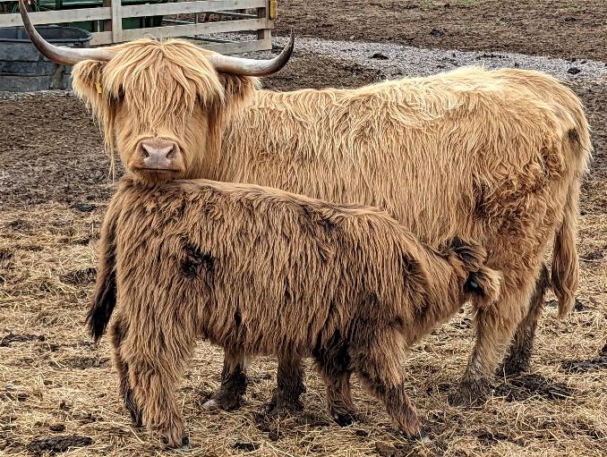 Elm Hollows Knockout Punch Highland bull calf with his dam
