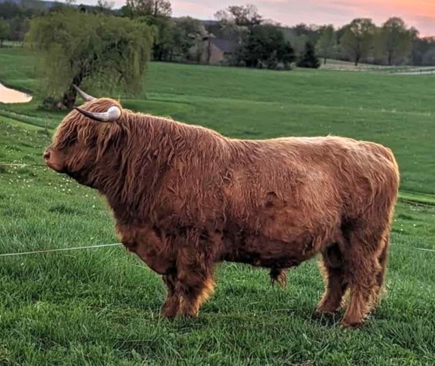 Elm Hollow's Jager highland bull