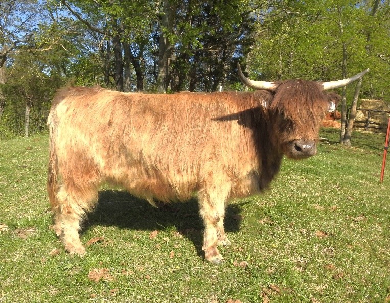 Elm Hollow's Jubilee Highland heifer