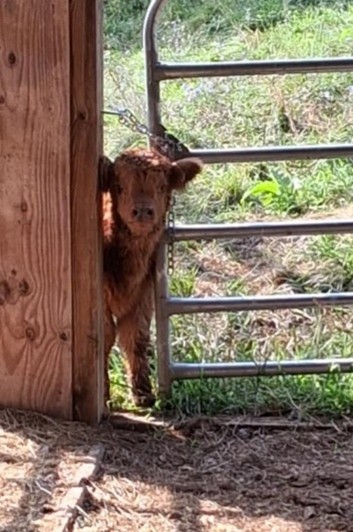 Issue #41 – Elm Hollow Classifieds