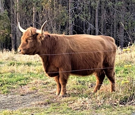 FRF Isabelle highland cow