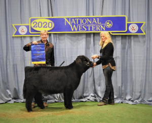 Highland Heifer national champion FSH Shake Your Groove at the 2020 National Western Stock Show