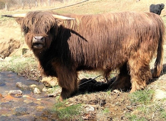 Highland bull named Fergus standing by a stream with straight horns