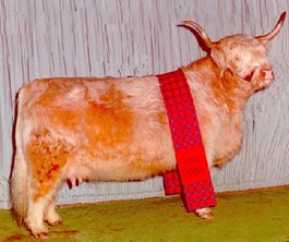 Championship Highland cow with award ribbon on the show floor