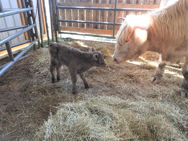 White Highland cow with newborn calf isolated in a pen in the barn