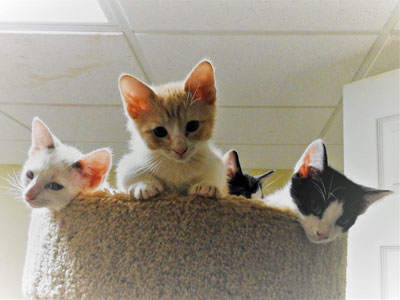 A Bunch of Happy Rescue Kittens Playing In Carpet Tower