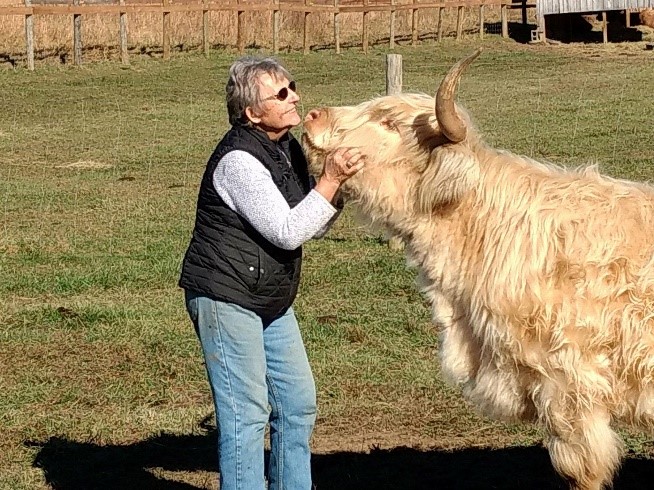 Woman in a field scratching the chin of an appreciative Highland cow