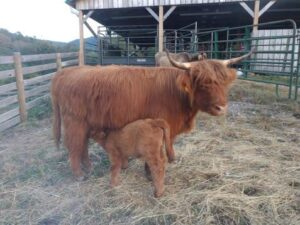 Emma Jane, Highland cow, with her first calf
