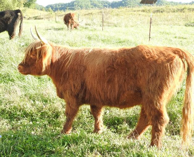 GAM Emma Jane Highland cow in pasture