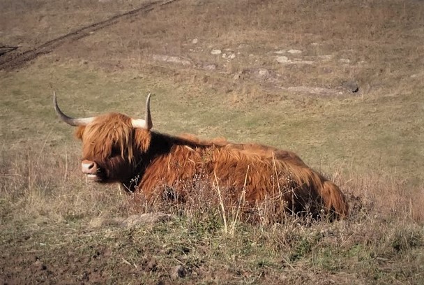 Pretty red Highland cow at rest but alert