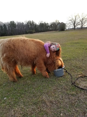 Child hugging a Highland bull calf during halter training session