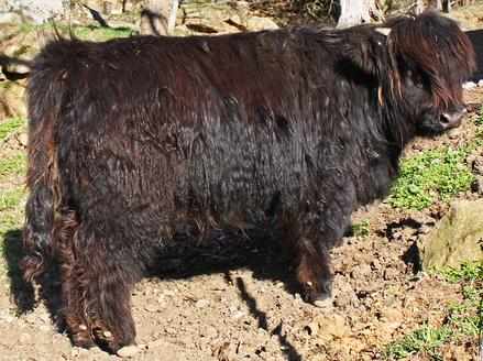 An example of good standards conforming hair on a young Highland heifer