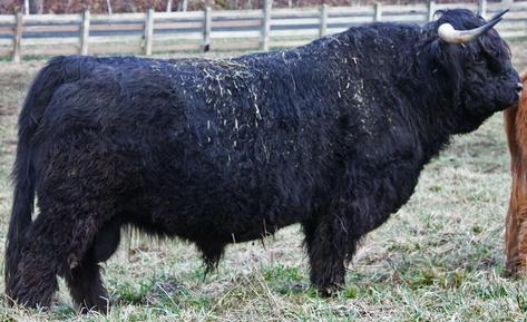 An example of good standards conforming hair on a mature Highland bull