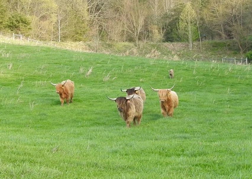 Group of Highland cows in the distance walking toward the camera across grassy field