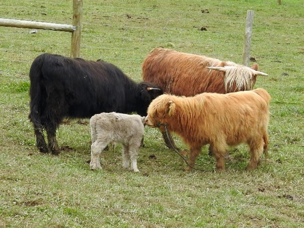 Four young Highland cattle of various ages and colors