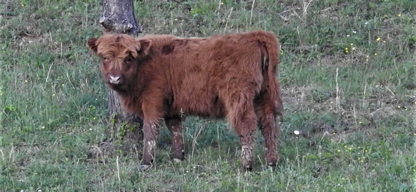Highland heifer calf Gwyndolin at four and a half months old